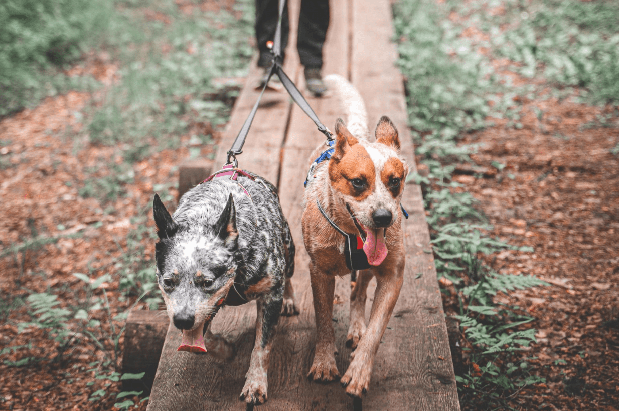 Touring Bungee Double (Non - Stop Dogwear) - SnowPaw Store - Non - Stop Dogwear - Lines